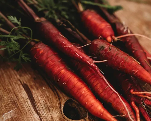 Vista 4 de Zanahoria roja dragón – 150 semillas – Variedad rara reliquia y polinizada abierta, semillas de vegetales sin OMG para plantar en interiores