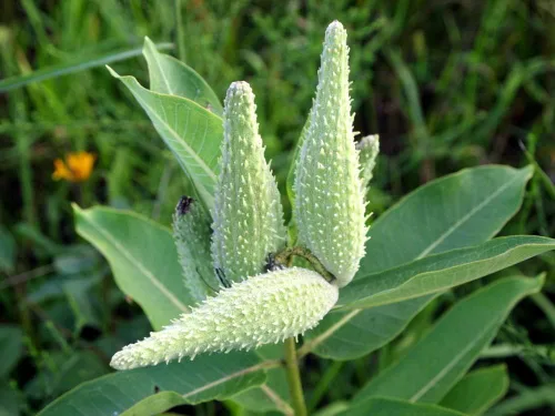 Vista 2 de Semillas nativas de algodoncillo común para plantar (100 semillas) – Asclepias syriaca – Ideal para Butr»