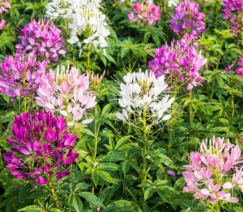 Vista 4 de Pure White Cleome - Semillas de araña blanca reina - Flor de néctar para mariposas monarca - 1000 semillas