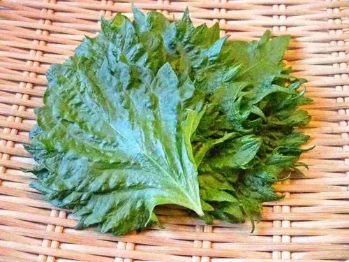 Vista 2 de Gaea's Blessing Semillas verdes de Shiso (Perilla), semillas tradicionales sin OMG con instrucciones de siembra fáciles de seguir, Kaori Ao Shiso