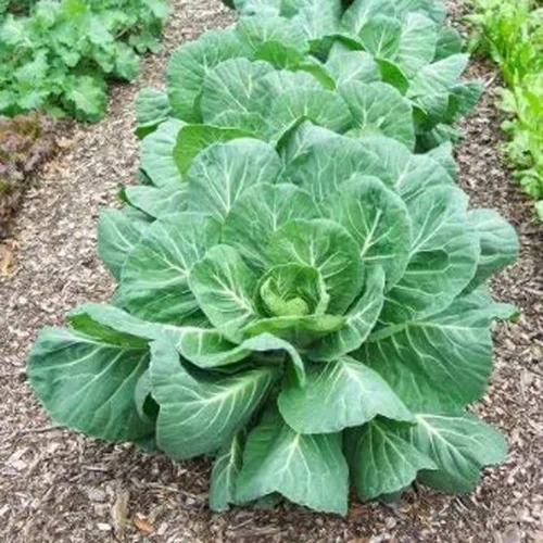 Vista 3 de UtopiaSeeds Georgia Southern Collard Seeds - Deliciosas verduras - Semillas de col