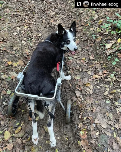 Vista 5 de Silla de ruedas para perro para patas traseras, diseñada y probada por cirujano ortopédico K9, carrito ajustable para cochecito con ruedas todo