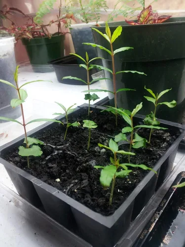 Vista 3 de UPC0764425786299 - Semillas de granada enana (Punica granatum) sin OMG, orgánico, cultivador estadounidense, 1056, paquete de 10 semillas