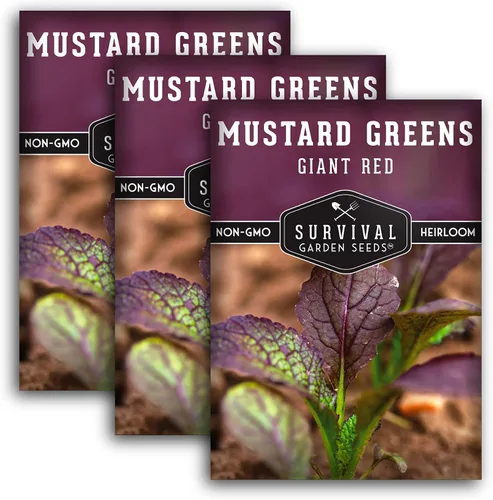 Vista 10 de Semillas gigantes de color verde mostaza roja para plantar, hojas de borgoña picantes sin OMG para jardines de otoño y primavera, variedad culinaria