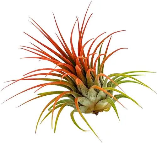 Vista 4 de ragnaroc Plantas de aire Tillandsia Ionantha, Regular 2-3 pulgadas - 1 unidad - Color orgánico mejorado - Llegada en vivo garantizada - Plantas