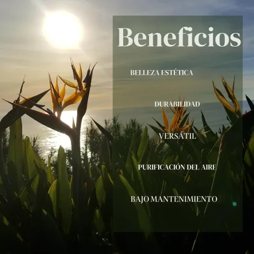 Vista 3 de Bird of Paradise Plants Live (paquete de 4), plantas Strelitzia con flores perennes de naranja (2) y blancas (2), plantas de interior/exterior