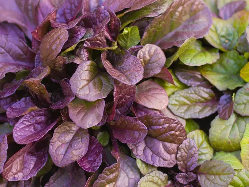 Vista 16 de Greenwood Nursery: Plantas vivas de cobertura del suelo - Bugleweed Blueberry Muffin + Ajuga Reptans - [Cantidad: 1x Maceta de Pinta]