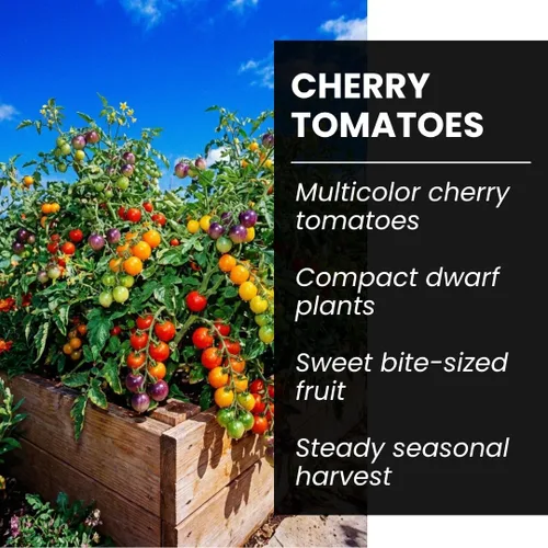 Vista 7 de Semillas de tomate cereza arcoíris para plantar, más de 100 semillas de reliquia, tomates pequeños multicolores, plantas aptas para contenedores