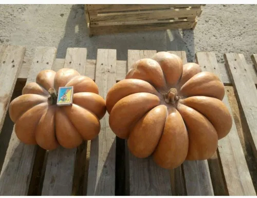 Vista 2 de Musquee de calabaza De Provence Gigante Raro No GMO Vegetal para Plantar