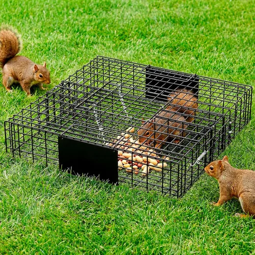 Vista 8 de 24" Squirrel Traps 4 Packs Square Small Live Animal Trap Cage Easy Hunting & Release with Carrying Handle Sensitive Trigger for Chipmunks Field