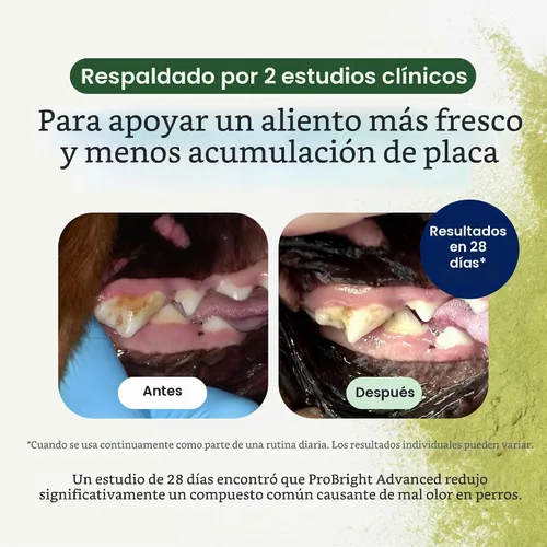 Vista 7 de PetLab Co. ProBright Advanced - Polvo dental para perros extra pequeños, 30 cucharadas