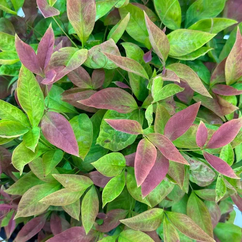 Vista 3 de Blooming & Beautiful - Blush Pink Nandina - 3 gal - Southern Living - Arbusto de hoja perenne enana - Follaje de color rosa - Compacto de bajo