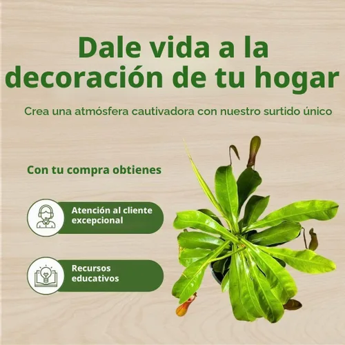 Vista 7 de BubbleBlooms Carnívora Planta Nepenthes Jarra alada 6 pulgadas HB