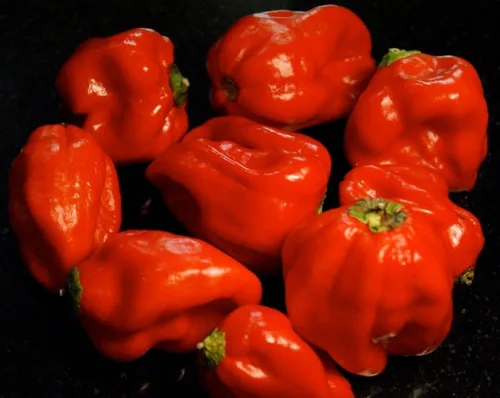 Vista 2 de Pimiento Dulce "Aji Dulce # 2"-(10 Semillas)Herencia Venezolana,Dulce, Sabroso -Raro