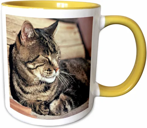 Vista 12 de 3dRose (mug_94870_1) Utah, Capitol Reef NP. Sleeping atigrado cat - US45 RER0114 - Ric Ergenbright - Taza de cerámica, 11 onzas Blanco