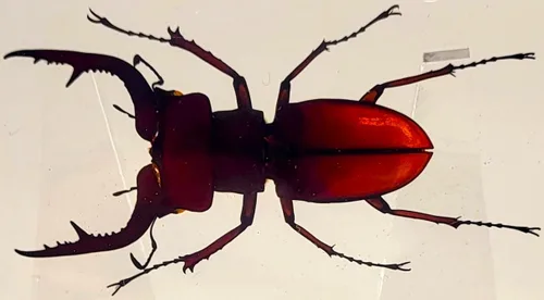 Vista 13 de 44mm Hormiga gigante tropical real en resina de lucita transparente cristalina, espécimen preservado Pseudoneoponera Rufipes, taxidermia