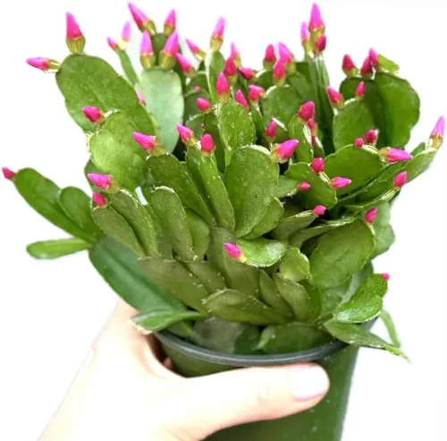 Vista 5 de Planta viva de cactus de primavera magenta de 4 pulgadas, Rhipsalidopsis. Cactus navideño recién plantado.