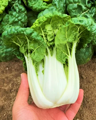Vista 4 de TomorrowSeeds - Golden Heart Bok Choy Seeds - Más de 1000 unidades - para plantar 2026 Amarillo Verde Pok Pak Choi Col cantonesa Plantación de tallo