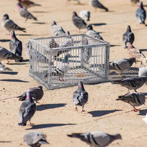 Vista 2 de Trampa para palomas con diseño a prueba de fugas, trampa para pájaros con entrada unidireccional, jaula para pollos y aves para palomas, portátil