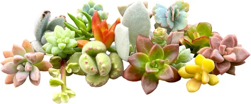 Vista 4 de 25 mini esquejes de suculentas vivas surtidas, no hay 2 suculentas iguales, ideales para terrarios, mini jardines y como plantas de inicio. Plantas