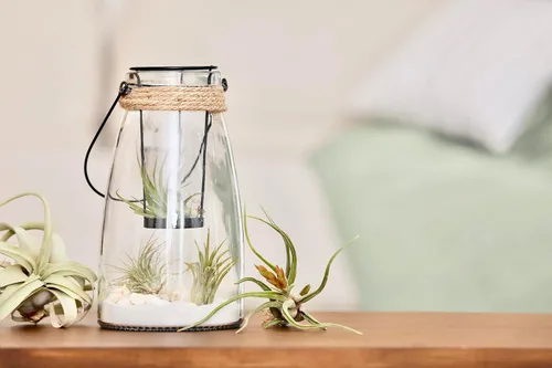 Vista 3 de Tillandsia Plantas de aire vivas de interior (paquete de 100), plantas de aire, recuerdos de fiesta a granel o recuerdos de boda, plantas vivas