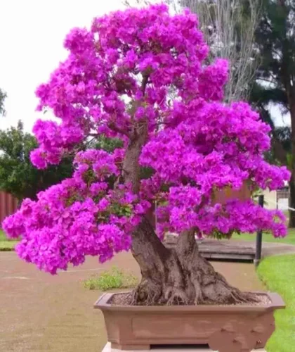 Vista 8 de 50 semillas de árbol Redbud Arbusto Cercis o Bonsái Rosa Púrpura Flor Semillas Raras