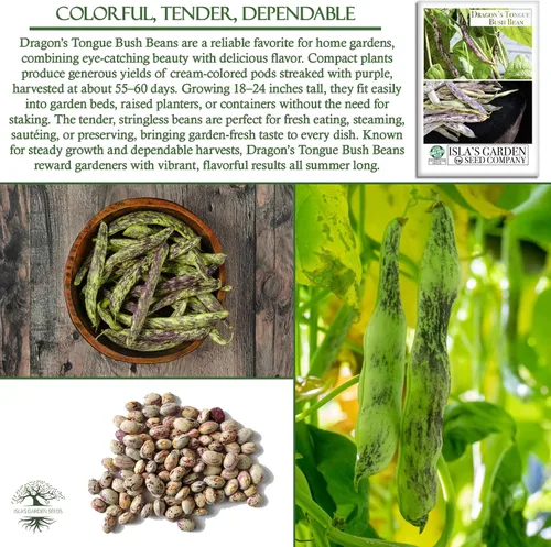 Vista 5 de Semillas de frijol Dragon's Tongue Bush (Dragon Langerie) – Más de 25 semillas sin OMG y reliquias, Phaseolus vulgaris, cápsulas de crema coloridas