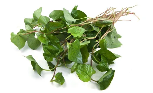 Vista 3 de Houttuynia Herb - Houttuynia cordata C/S 100% de la naturaleza (1 oz)