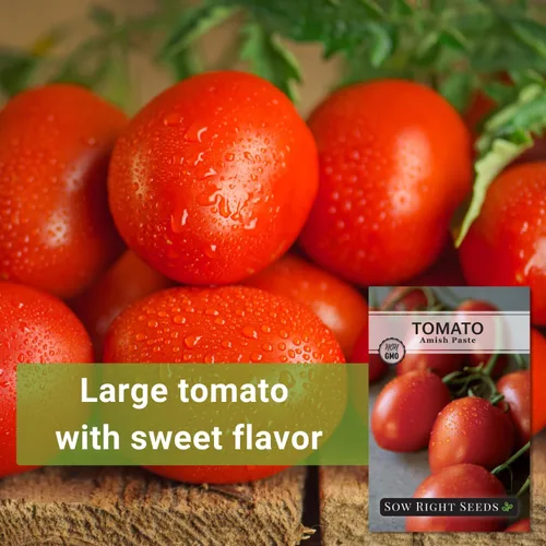 Vista 3 de Sow Right Seeds - Semillas de tomate Amish Paste para plantar - Herencia sin OMG para jardín exterior/interior - Tomates de alto rendimiento - Ideal
