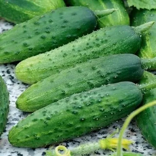 Vista 6 de Semillas de pepino autopolinizador de interior Firm Secret F1 Hybrid Vegetal para plantar sin OMG - Tiempo de cosecha 55 días