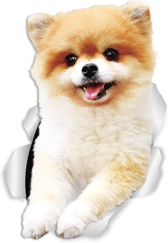 Vista 7 de Winston & Bear Calcomanías de pared para perros de Pomerania, paquete de 2, calcomanías para inodoro de perro alemán Spitz - Adhesivo 3D