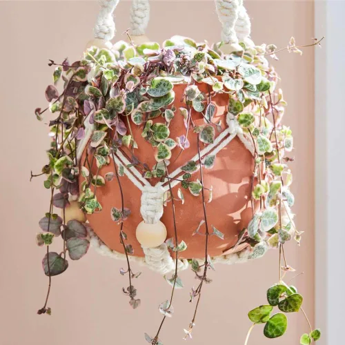 Vista 5 de Cadena de corazones abigarrados Plant Live, Ceropegia Woodii Variegata, en maceta de 2.5 pulgadas, vid suculenta rara para macetas colgantes