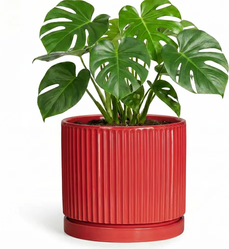 Vista 24 de 8 Inch Flower Pot, Ceramic Planters, Round Plant Pot, Beige