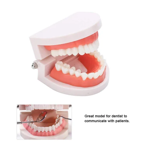 Vista 5 de Dientes falsos, dientes falsos, modelo de dientes, modelo de dentadura postiza práctica de cepillado Modo de dientes Gingiva Demostración anatómica