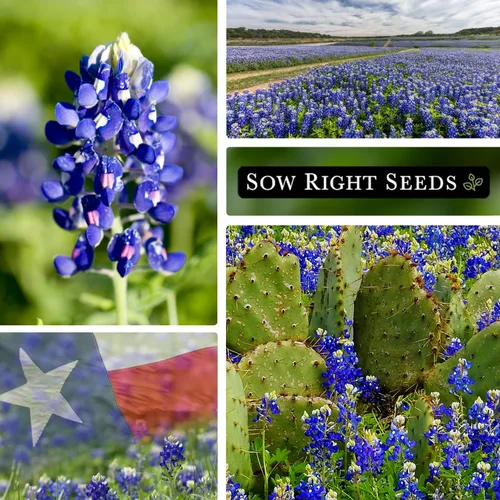 Vista 4 de Sow Right Seeds - Semilla de Bluebonnet de Texas para plantar jardín