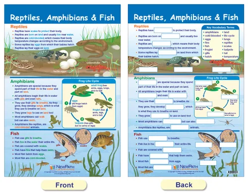 Vista 5 de NewPath Learning -94-1501 All About Animals - Juego de tablones de anuncios (paquete de 5)