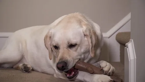 Vista 5 de Hero Bonetics Stick - Juguete masticable para perros con aroma a madera, suave para los dientes y el abdomen