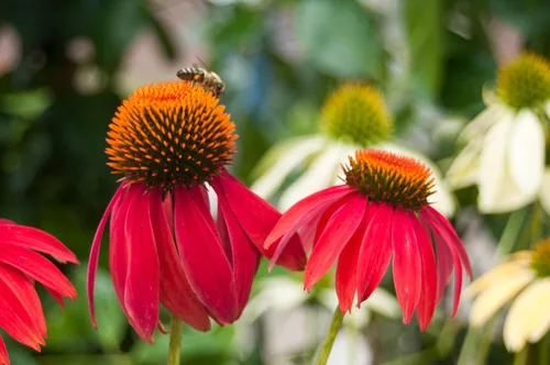 Vista 8 de 25 semillas de flor de hierba blanca y naranja rojo amarillo púrpura rosa blanco