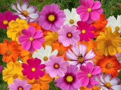 Vista 2 de Semillas de flores sin OMG a granel Cosmos Mix (1 LB) 50,000 semillas