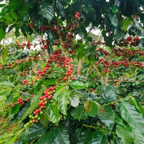 Vista 2 de Semillas de árbol de café arábica, 5 semillas para plantar, gran planta exótica
