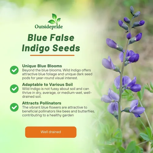 Vista 6 de Outsidepride Semillas azules de índigo falso para plantar, 50 flores perennes con hábito de crecimiento alto, tolerantes al frío, plantas
