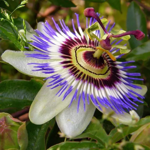 Vista 6 de Semillas de pasiflora púrpura vid silvestre albaricoque Maypop Flores perennes exóticas de interior para plantar