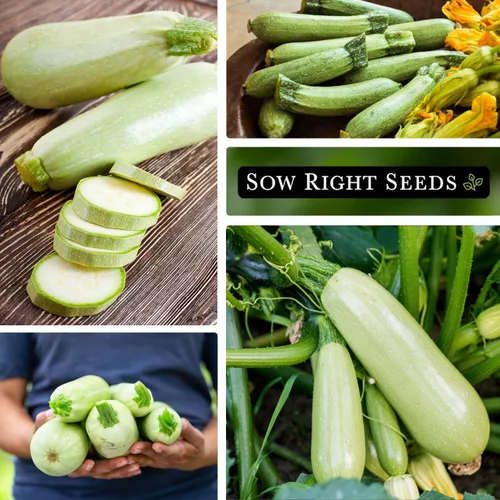 Vista 4 de Sow Right Seeds - Semilla de calabacín gris para plantar - Paquete de reliquia sin OMG con instrucciones para plantar un huerto casero - Calabacín