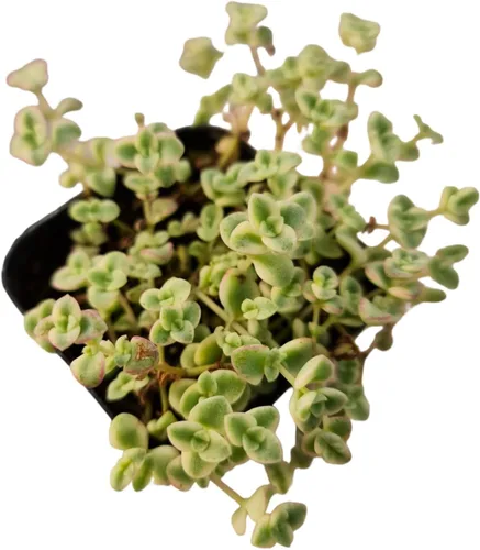 Vista 3 de Plantas suculentas vivas Plantas Sedum (maceta Clavatum de 2")