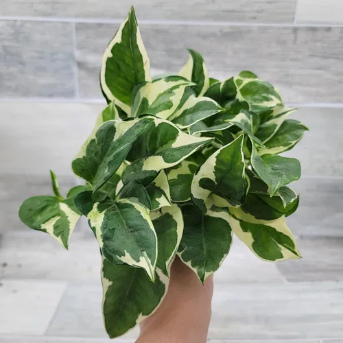 Vista 7 de Pothos NJoy - Planta de interior viva de 4 pulgadas, maceta establecida abigarrada Epipremnum Aureum de fácil cuidado, planta de interior de follaje