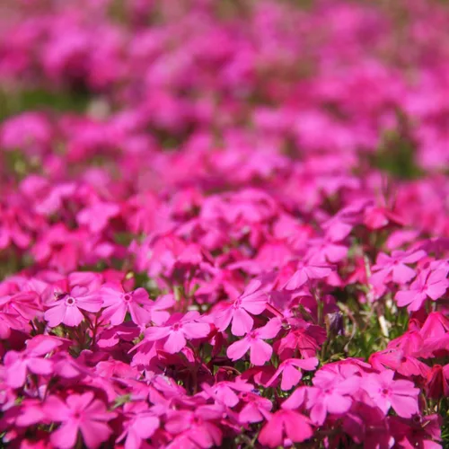 Vista 4 de Plantas Phlox Enanas Escarlatas, Planta viva Phlox Iniciadora, Bien Enraizada, Cubierta de Suelo Perenne, Juego de 2 Plantas