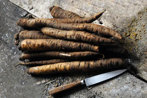 Vista 4 de Semillas Vegetal Salsify Raíz Negra - 100 Semillas