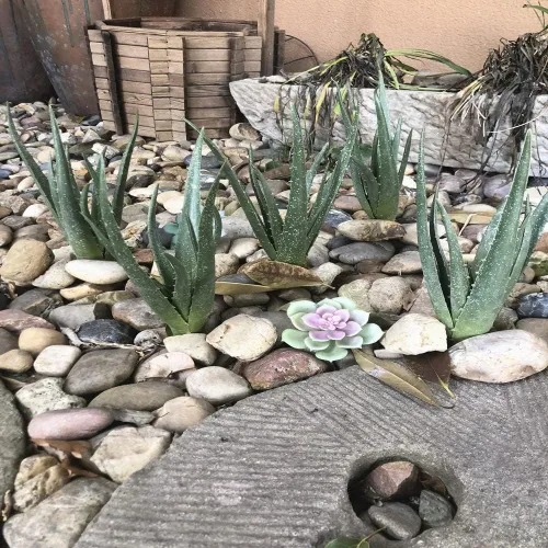 Vista 4 de COTSEN 2 piezas de suculentas artificiales grandes, plantas artificiales de aloe, suculentas artificiales sin maceta, utilizadas para jardín
