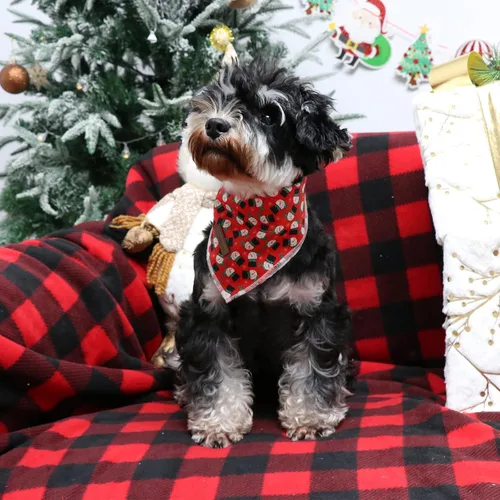 Vista 3 de Bandana de Navidad para perro, bufanda triangular de árbol de Navidad para perros pequeños y medianos, pañuelo de algodón rojo para mascotas, lindo
