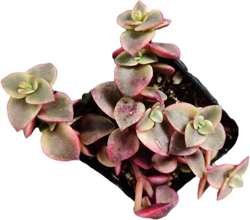 Vista 23 de Plantas de cactus suculentas vivas de USKC (maceta de 2 pulgadas) (Adromischus Maculatus)